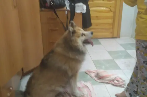 Найдена собака, Симферополь 35К-023