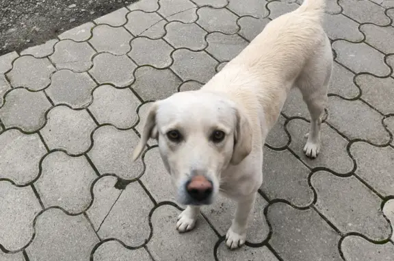 Найдена собака на ул. Мастеровая, 53А