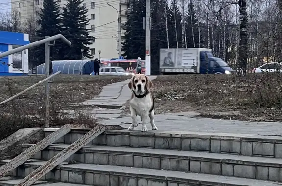 Найдена собака на Якимовской, 2А