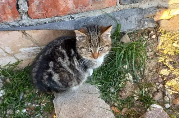 Найдена кошка, ул. Гагарина, 89 к1