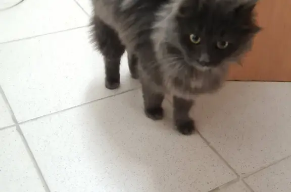 Найдена кошка на Советской, 17, Оренбург