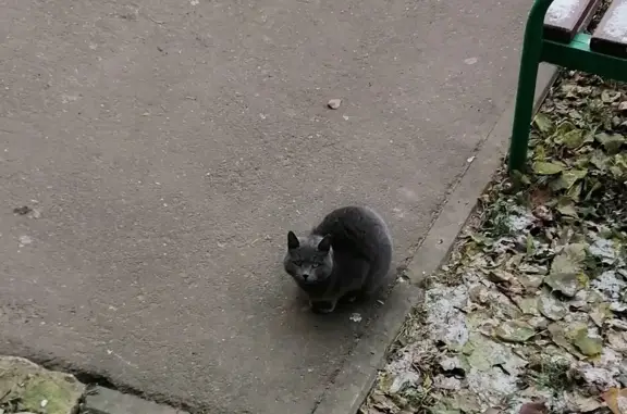 Найдена кошка на пр-де Подвойского