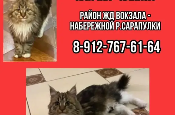Пропала кошка: ул. Ломоносова, Сарапул