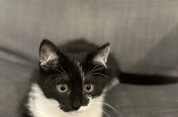 Найдена кошка, Шмидтово, фото: Котенок ищет дом, Сельская ул., Шмидтово