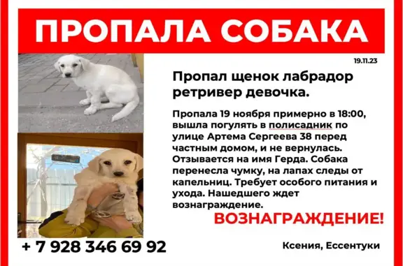 Пропала собака, ул. Артёма Сергеева, 38