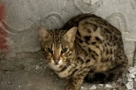 Кошка найдена на Высотной ул., СПб