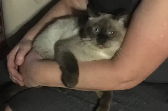 Найден тайский кот: ул. Гугкаева