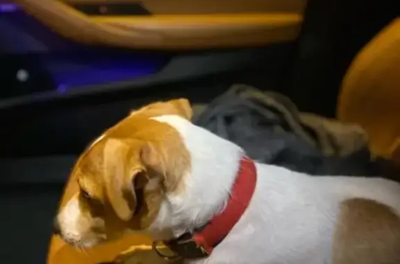 Найдена собака, Санкт-Петербург, фото: Найдена собака, Литейный пр. 46