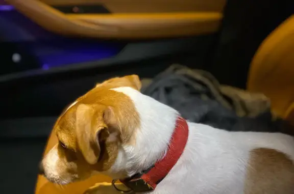 Найдена собака, Санкт-Петербург, фото: Найдена собака, Жуковского 29, СПб