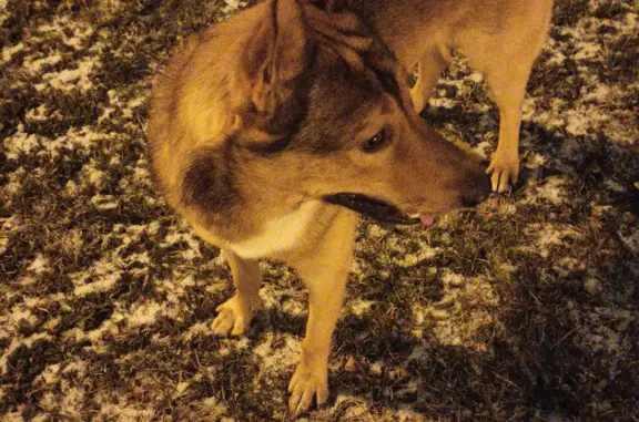 Найдена собака, Санкт-Петербург, фото: Собака найдена: Петровская наб. СПб