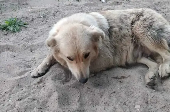 Пропала собака: Г. Димитрова, 80, Самара