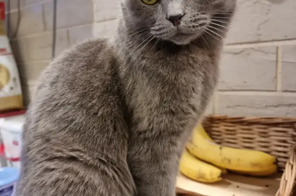 Найден вислоухий кот: Лужская, 23Б