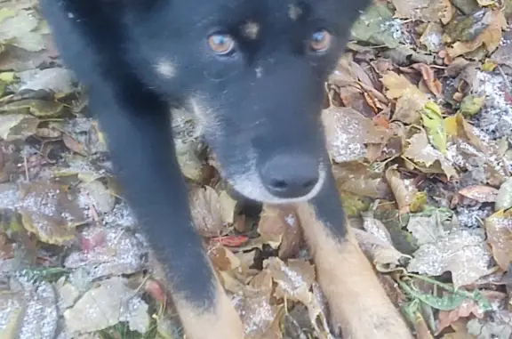 Найдена собака, Санкт-Петербург, фото: Найдена собака на наб. Фонтанки, СПб