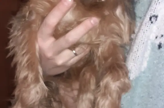 Найдена собака, Новосибирск, фото: Найдена собака на Петухова 140