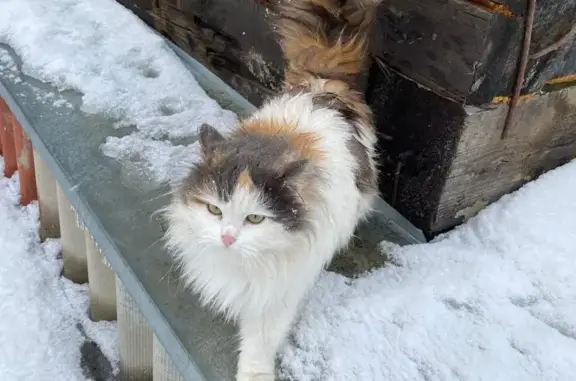 Пропала сибирская кошка, ул. Осипенко, 12