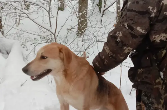 Пропала собака на пр-кте Биологов, Оболенск