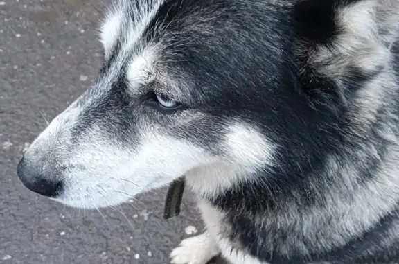 Найдена собака: Ополченская 35Б, Волгоград