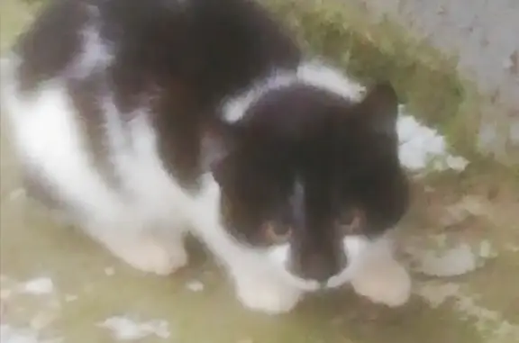 Котенок найден в Романовке