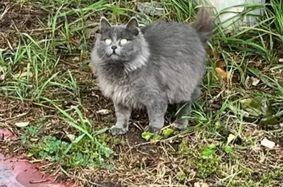 Найдена беременная кошка, Берёзовское