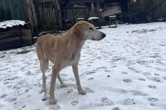 Найдена собака - Октябрьская ул.