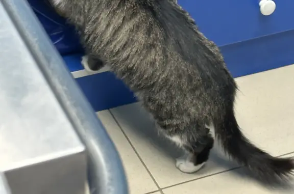 Найдена кошка: Ибрагимова, 45, Казань