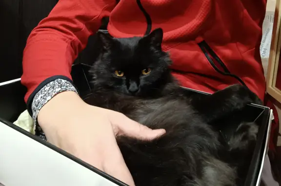 Найдена черная кошка, Зеленоград к160