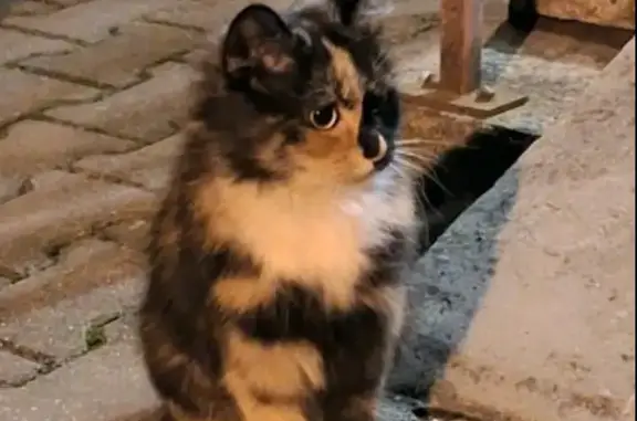 Найдена кошка, Медицинская ул., Брест