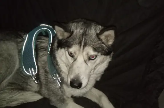 Найдена собака, Ростов-на-Дону, фото: Найдена собака Хаски, ул. Доватора, 267