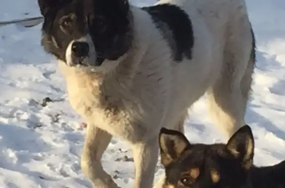 Найдена собака в Ушаковском