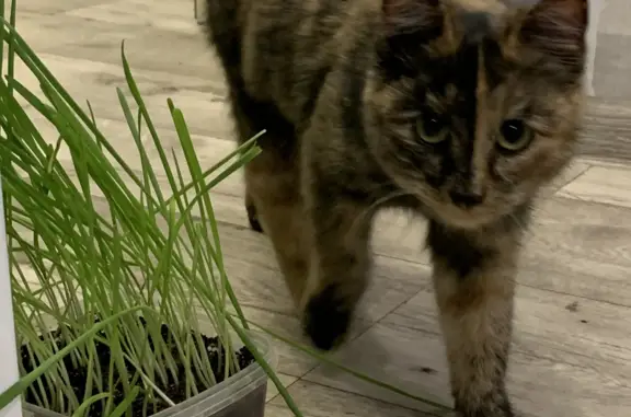 Найдена кошка: Садовая ул., 23, Воронино