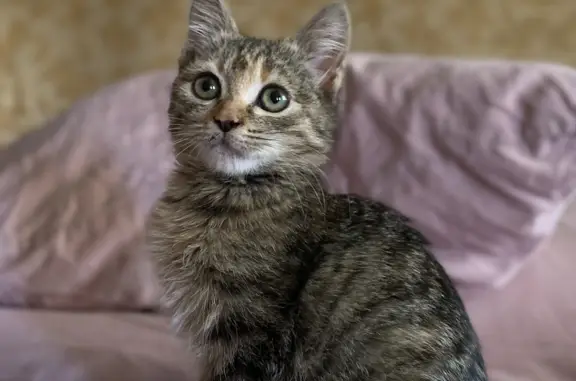 Найдена кошка, ул. Тимирязева, 25, Сочи