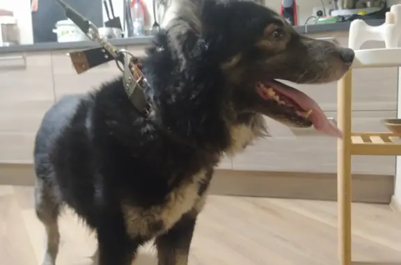 Найдена собака, Санкт-Петербург, фото: Найдена собака, Товарищеский пр., СПб