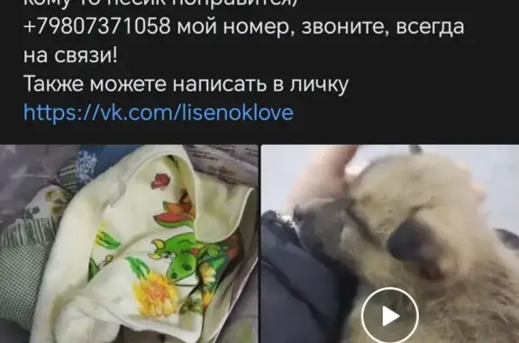 Найдена собака: ул. Карла Маркса, 15