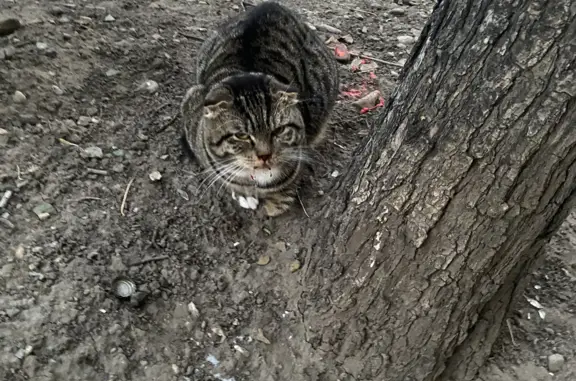 Найден вислоухий кот: Рябикова, 9А