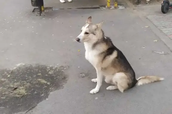 Найдена собака - ул. Мира, 62, Волжский