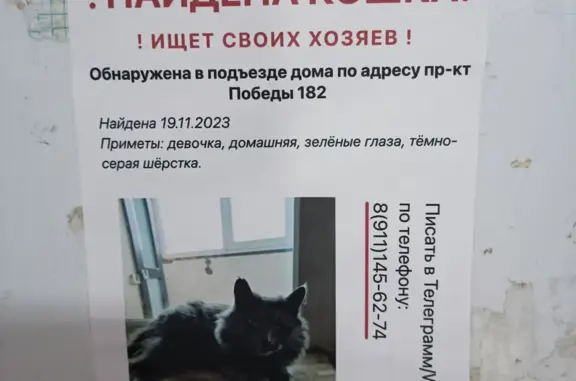 Кошка найдена: пр-т Победы 182