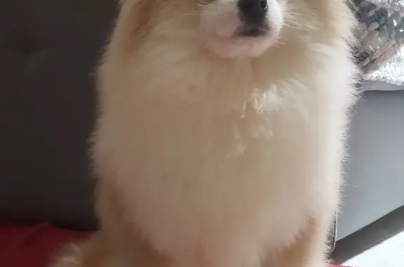 Собаки потеряшки, Санкт-Петербург, фото: Потеряшка собака: Ю. Гагарина, 34З, СПб