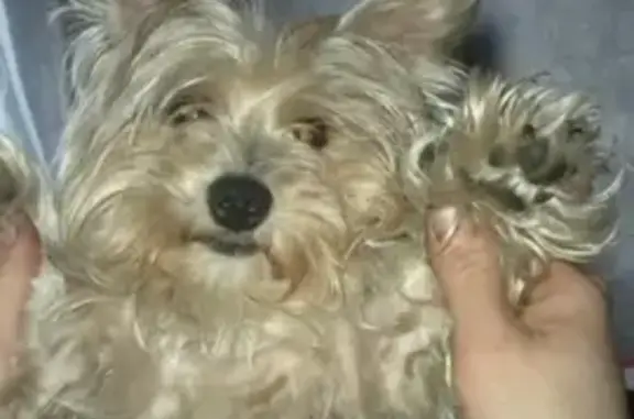 Потерянные животные Санкт-Петербург, фото: Пропала собака, Л. Голикова, 102