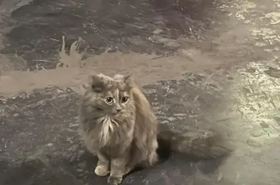 Найдена кошка: Малая Ямская, 18 к2