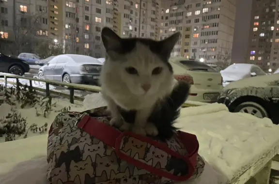 Найден кот: Академика Антонова, 14Б