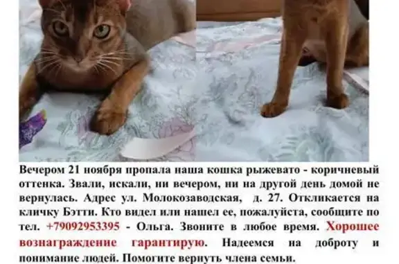 Пропала кошка: Молокозаводская, 27