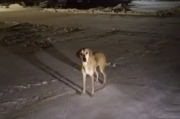 Пропала собака в Сердобске 21.11