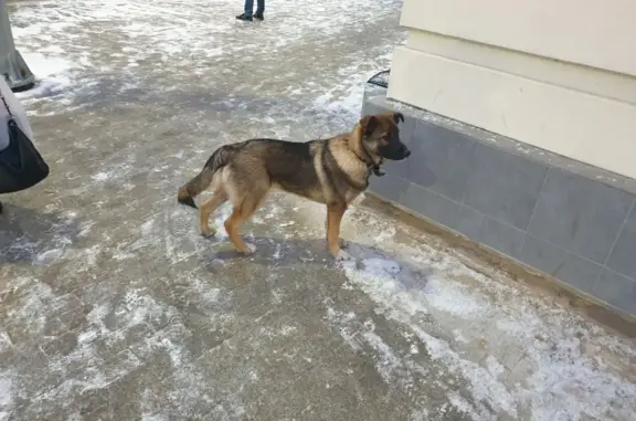 Найдена собака на Тверском проспекте
