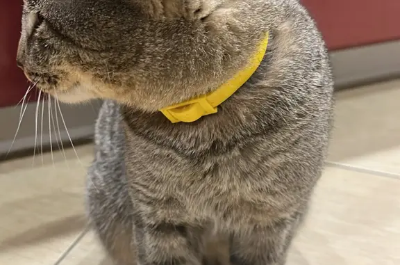 Найден кот в Наро-Фоминске, желт. ошейник