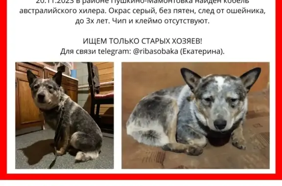 Найдена собака, Пушкино, 46Н-09061
