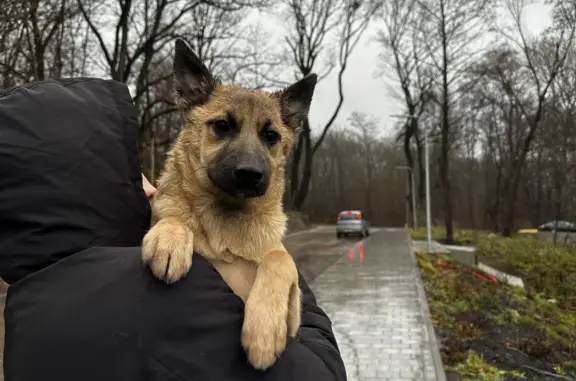 Собака найдена: Дубовая аллея, Калининград