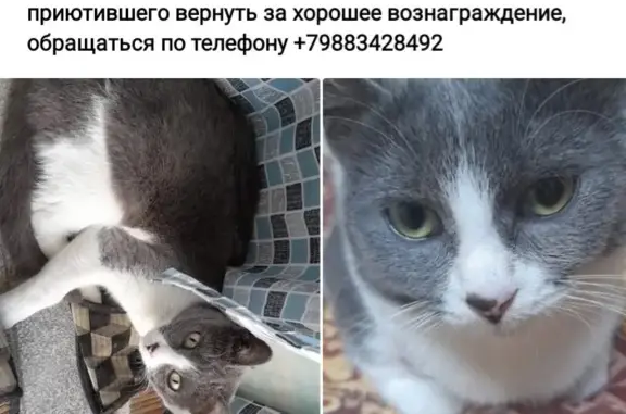 Пропала кошка: Полярный пер., Новорос.