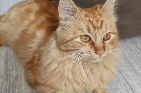 Рыжий кот найден в Витязево
