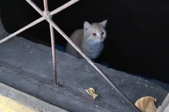 Найдена кошка: Краснопартизанская, 30