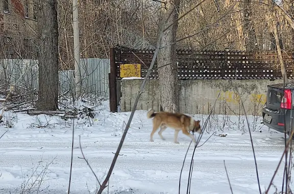 Найдена собака в Тамбове, ул. Ласковая 4
